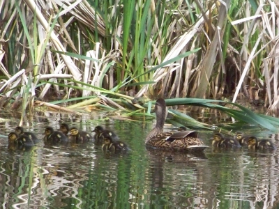 Ente mit Jungen