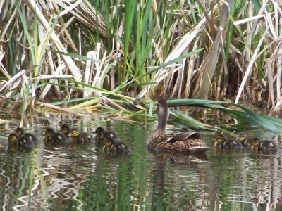 Ente mit Jungen