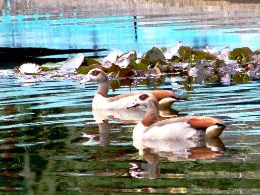 Nilgänse