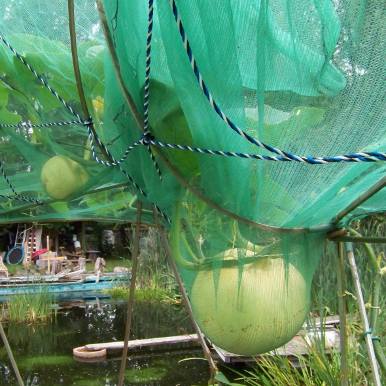 Kürbis im Dach des Steg-Domes