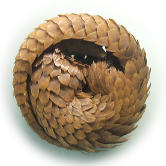 Pangolin - Gürteltier