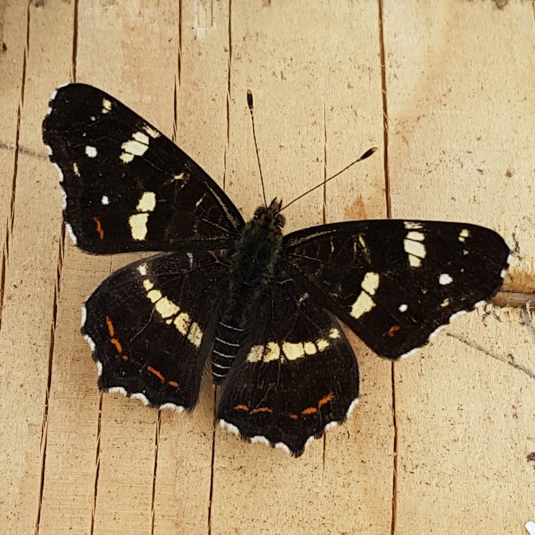 Schmetterling